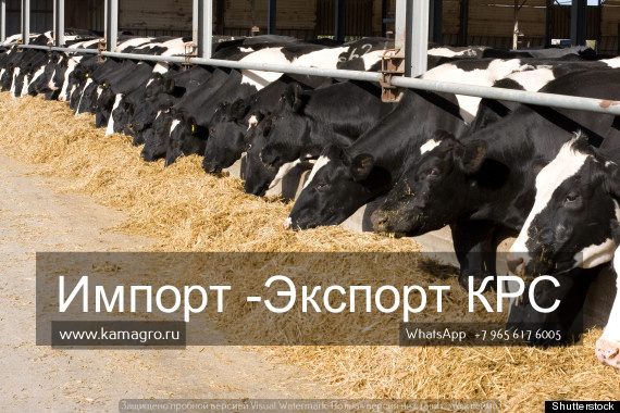 Продажа коров дойных, нетелей молочных пород в Нефтекамске в городе Нефтекамск, фото 10, Сельхоз животные