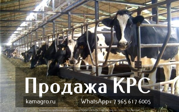 Продажа коров дойных, нетелей молочных пород в Нефтекамске в городе Нефтекамск, фото 4, телефон продавца: +7 (495) 133-75-42