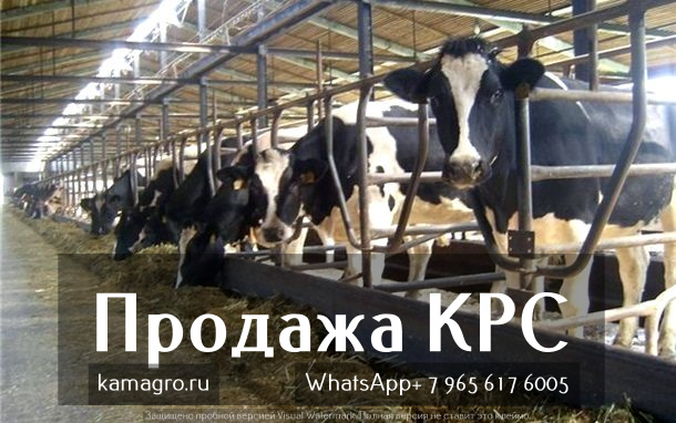 Продажа племенных пород КРС живым весом молочного направления из России в Пензе в городе Пенза, фото 5, стоимость: 1 руб.