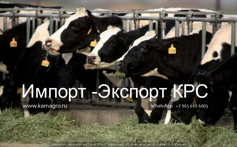 Продажа племенных пород КРС живым весом молочного направления из России в Брянске в городе Брянск, фото 10, телефон продавца: +7 (495) 133-75-42