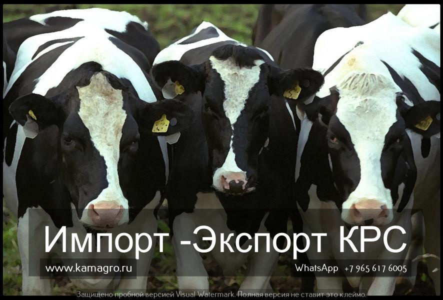 Продажа племенных нетелей молочного направления из России в Челябинске в городе Челябинск, фото 8, Сельхоз животные