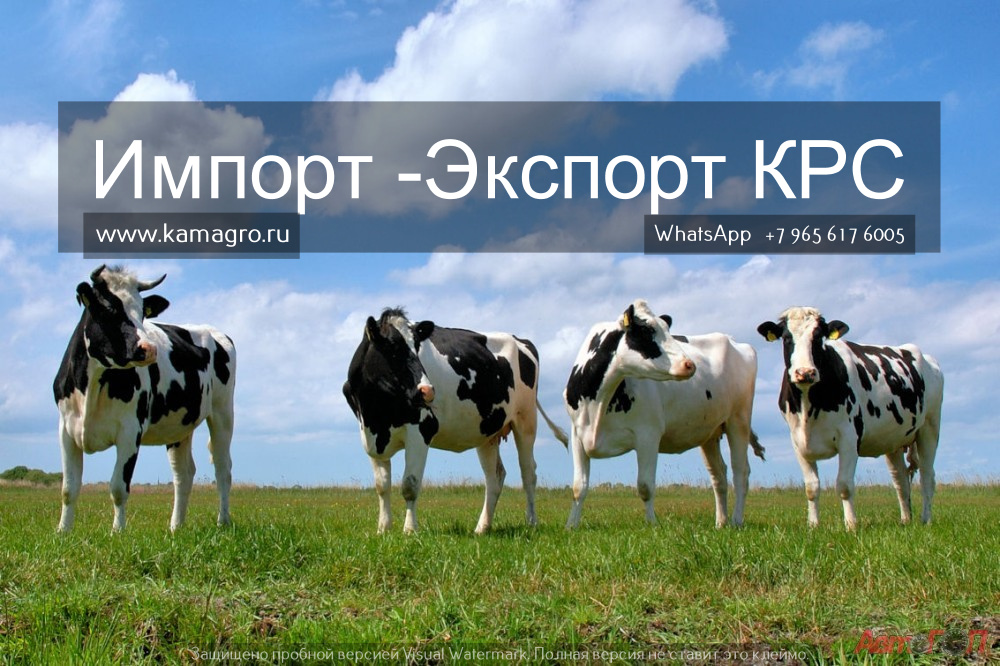 Продажа племенных нетелей молочного направления из России в Коврове в городе Альметьевск, фото 8, Сельхоз животные