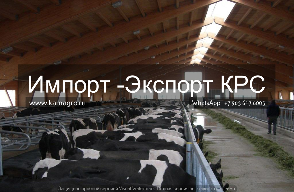 Продажа племенных нетелей молочного направления из России в Одинцово в городе Одинцово, фото 9, стоимость: 1 руб.