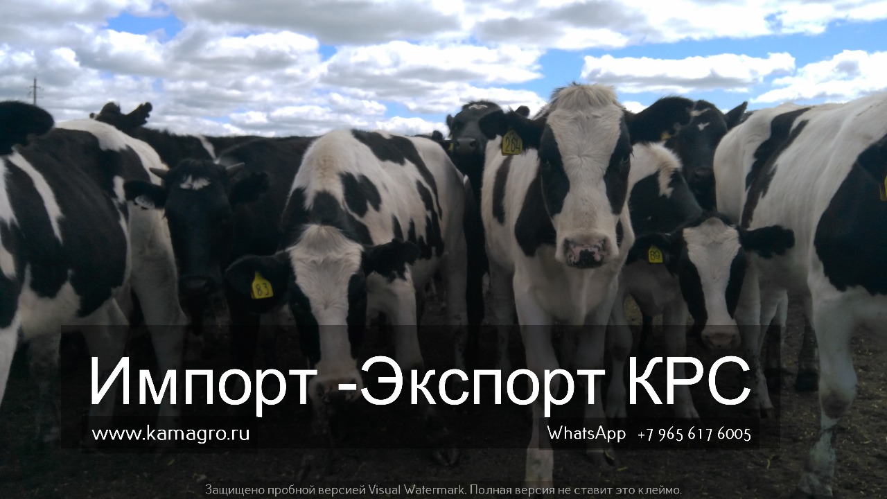 Продажа племенных нетелей молочного направления из России в Одинцово в городе Одинцово, фото 6, телефон продавца: +7 (495) 133-75-42