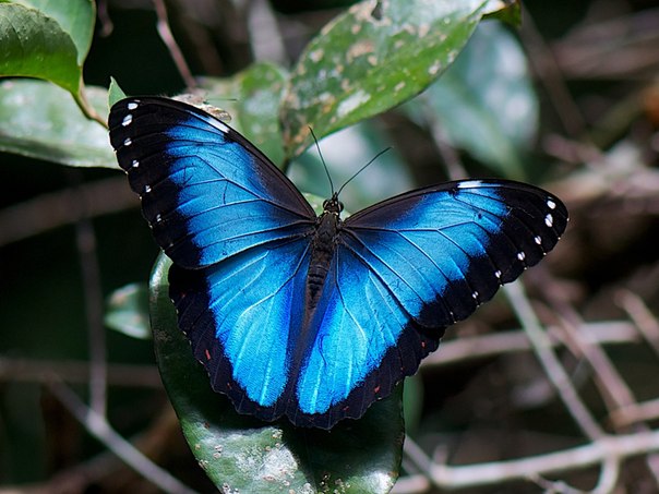 Продажа Живых тропических бабочек из Южной Америки  более 30 Видов в городе Егорьевск, фото 1, стоимость: 990 руб.