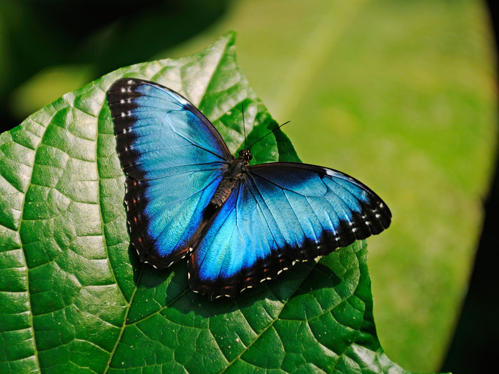 Продажа Живых тропических бабочек из Кении более 30 Видов в городе Егорьевск, фото 1, стоимость: 990 руб.
