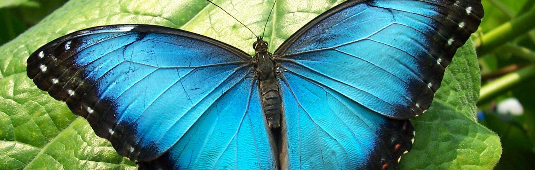 Продажа Живых тропических бабочек из Африки   более 30 Видов в городе Ковров, фото 2, телефон продавца: +7 (915) 772-36-37