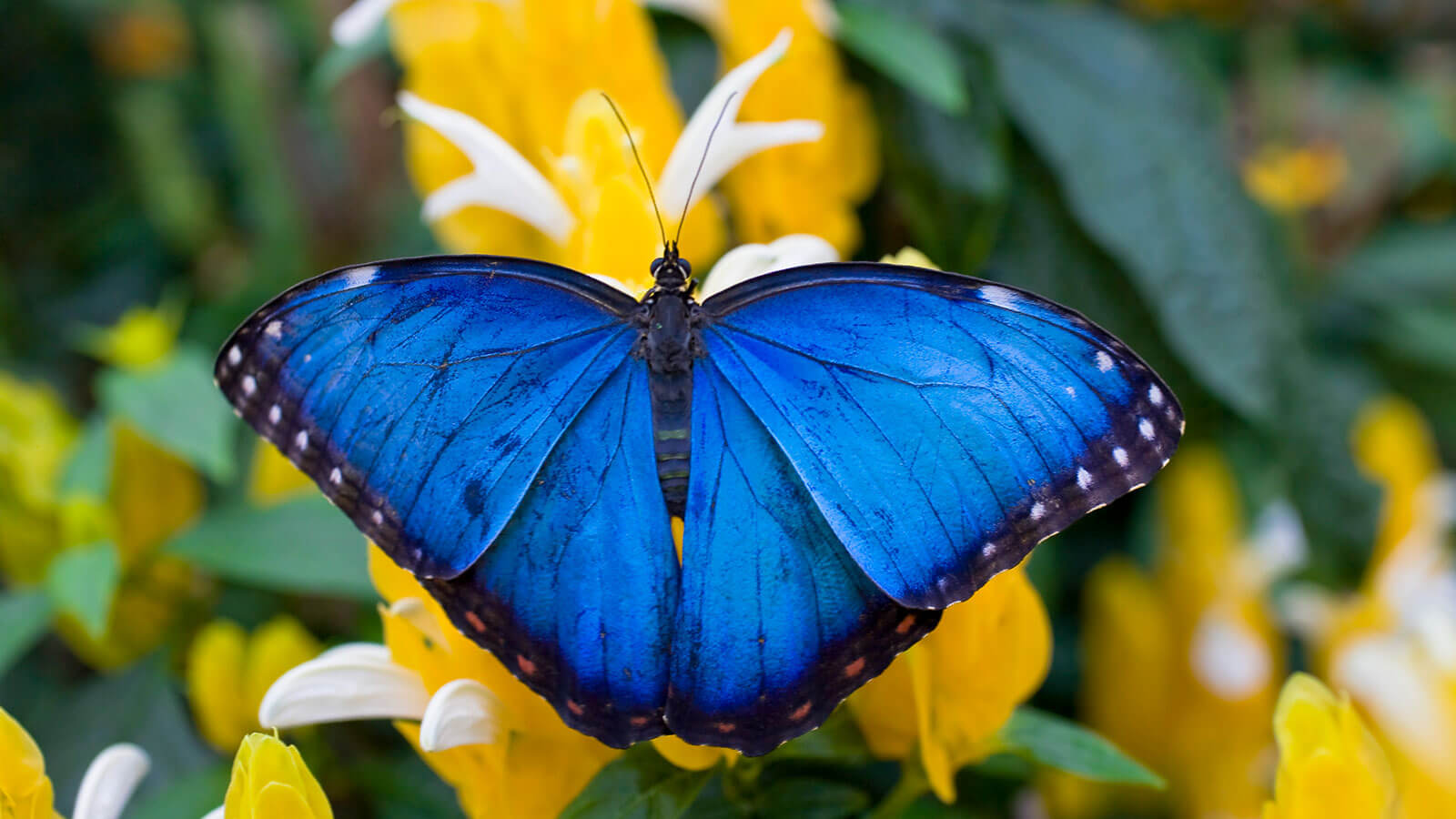 Продажа Живых тропических бабочек из Африки   более 30 Видов в городе Ковров, фото 3, телефон продавца: +7 (915) 772-36-37