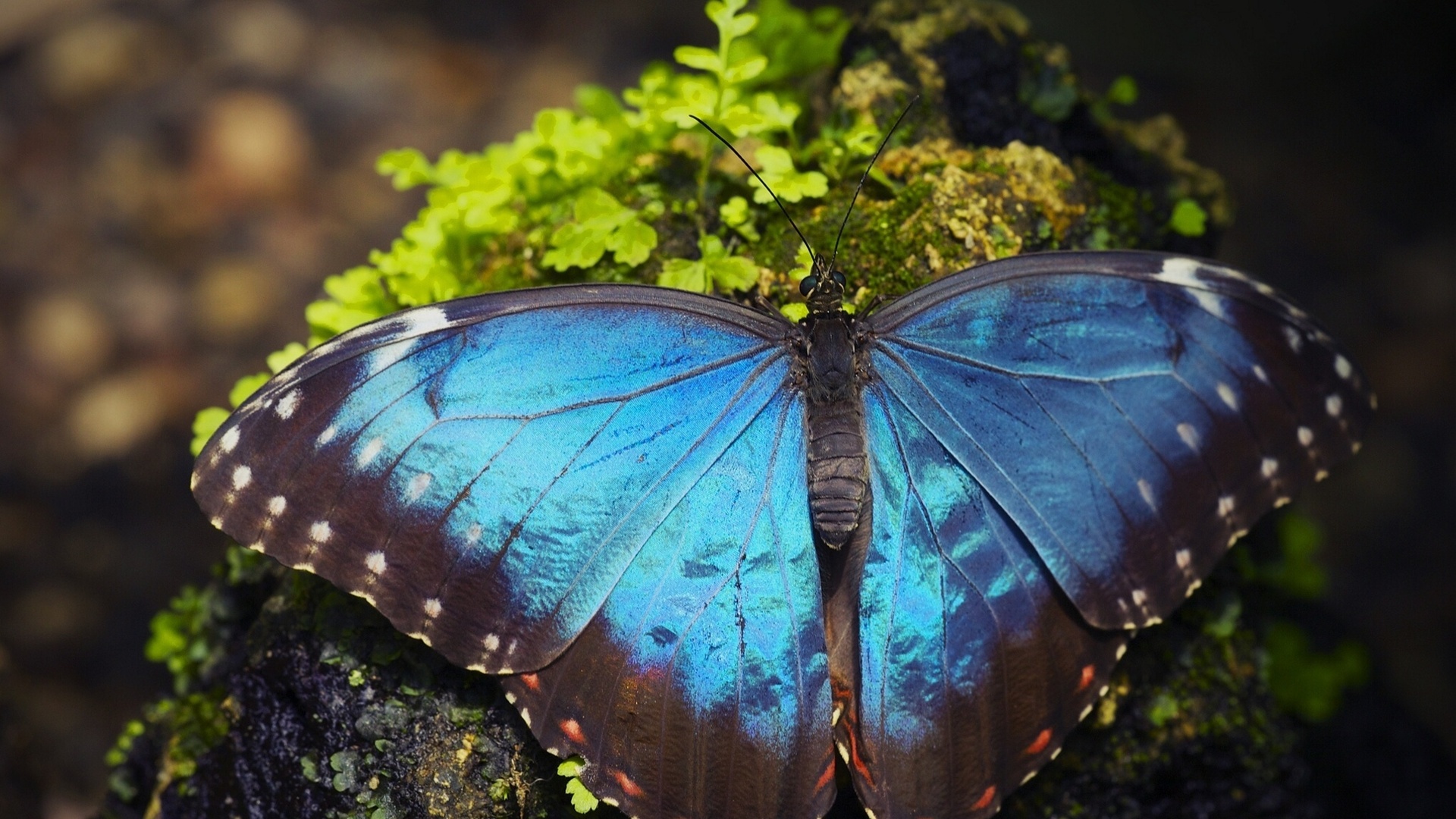 Продажа Живых тропических бабочек из Южной Америки  более 30 Видов в городе Пятигорский, фото 1, Ставропольский край