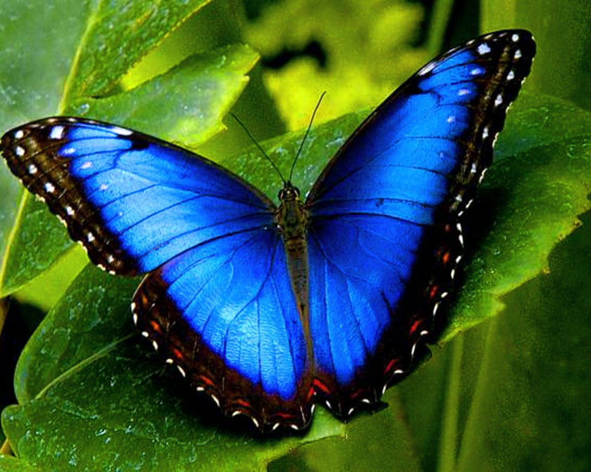Продажа Живых тропических бабочек из Южной Америки  более 30 Видов в городе Пятигорский, фото 2, телефон продавца: +7 (988) 703-36-96