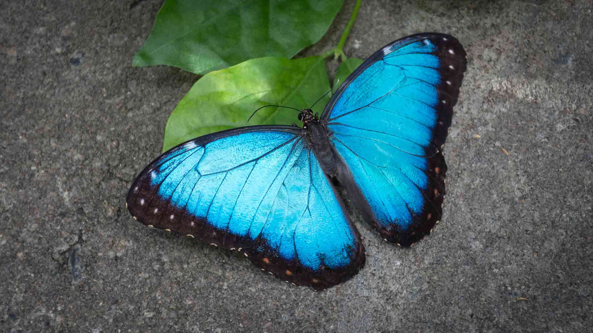 Продажа Живых тропических бабочек из Южной Америки  более 30 Видов в городе Пятигорский, фото 4, Другие животные