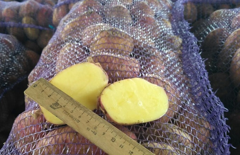 Картофель оптом в городе Нижний Новгород, фото 3, Продовольствие