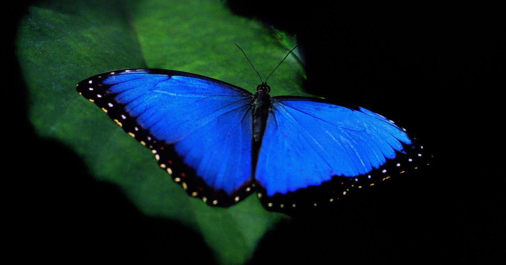 Продажа Живых тропических бабочек из Африки   более 30 Видов в городе Омск, фото 3, телефон продавца: +7 (908) 318-84-73