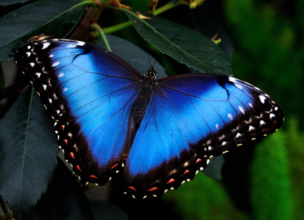 Продажа Живых тропических бабочек из Южной Америки  более 30 Видов в городе Москва, фото 1, Московская область
