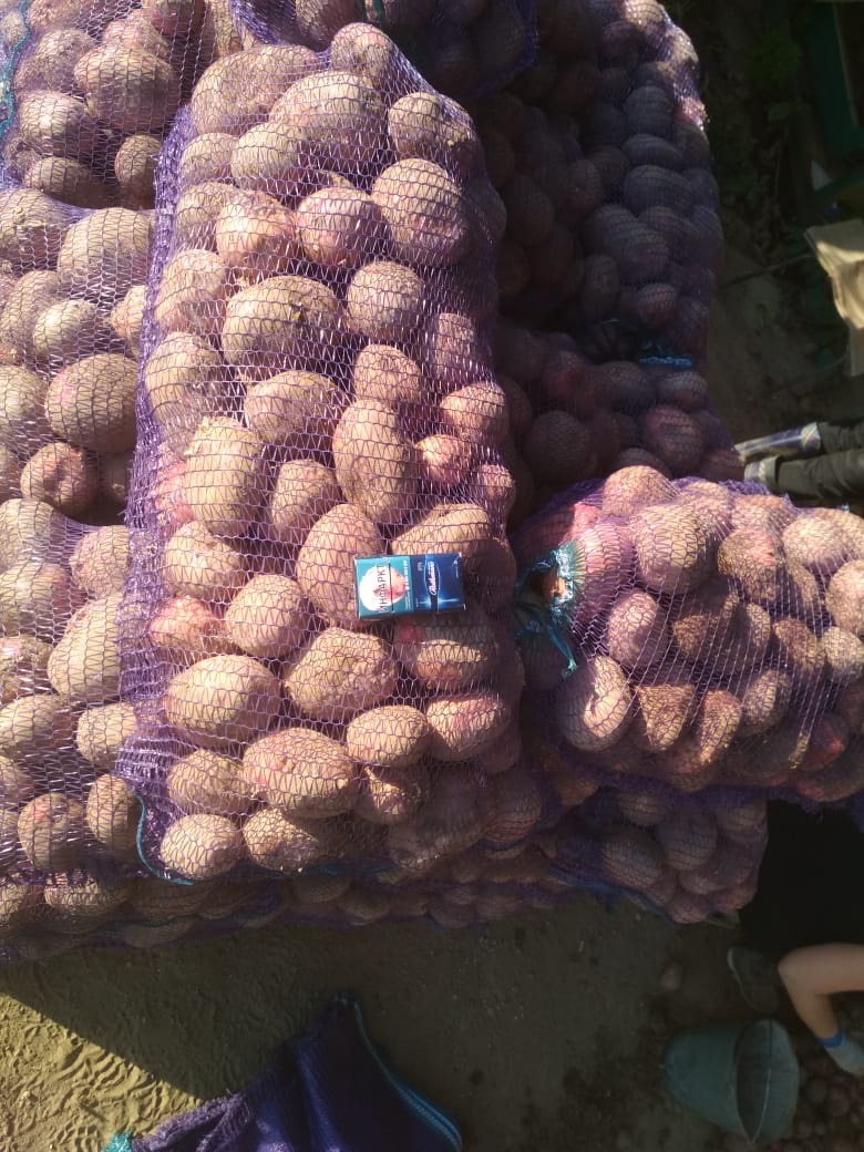 Картофель оптом ОТ 20 тонн. в городе Тверь, фото 2, телефон продавца: +7 (953) 674-03-96