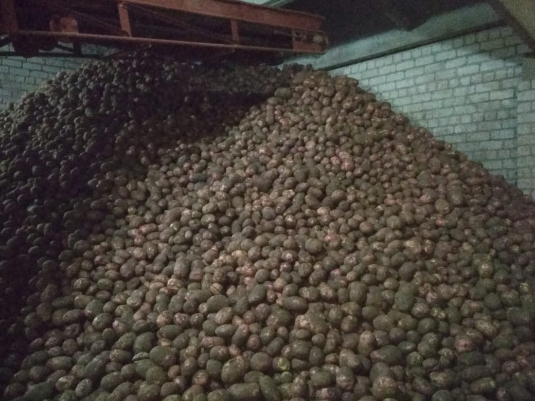 Картофель оптом ОТ 20 тонн. в городе Тверь, фото 4, Овощи и фрукты