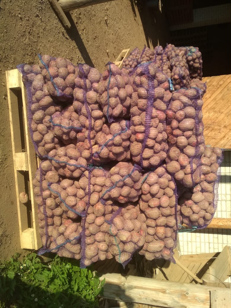 Картофель оптом ОТ 20 тонн. в городе Тверь, фото 3, стоимость: 7 руб.