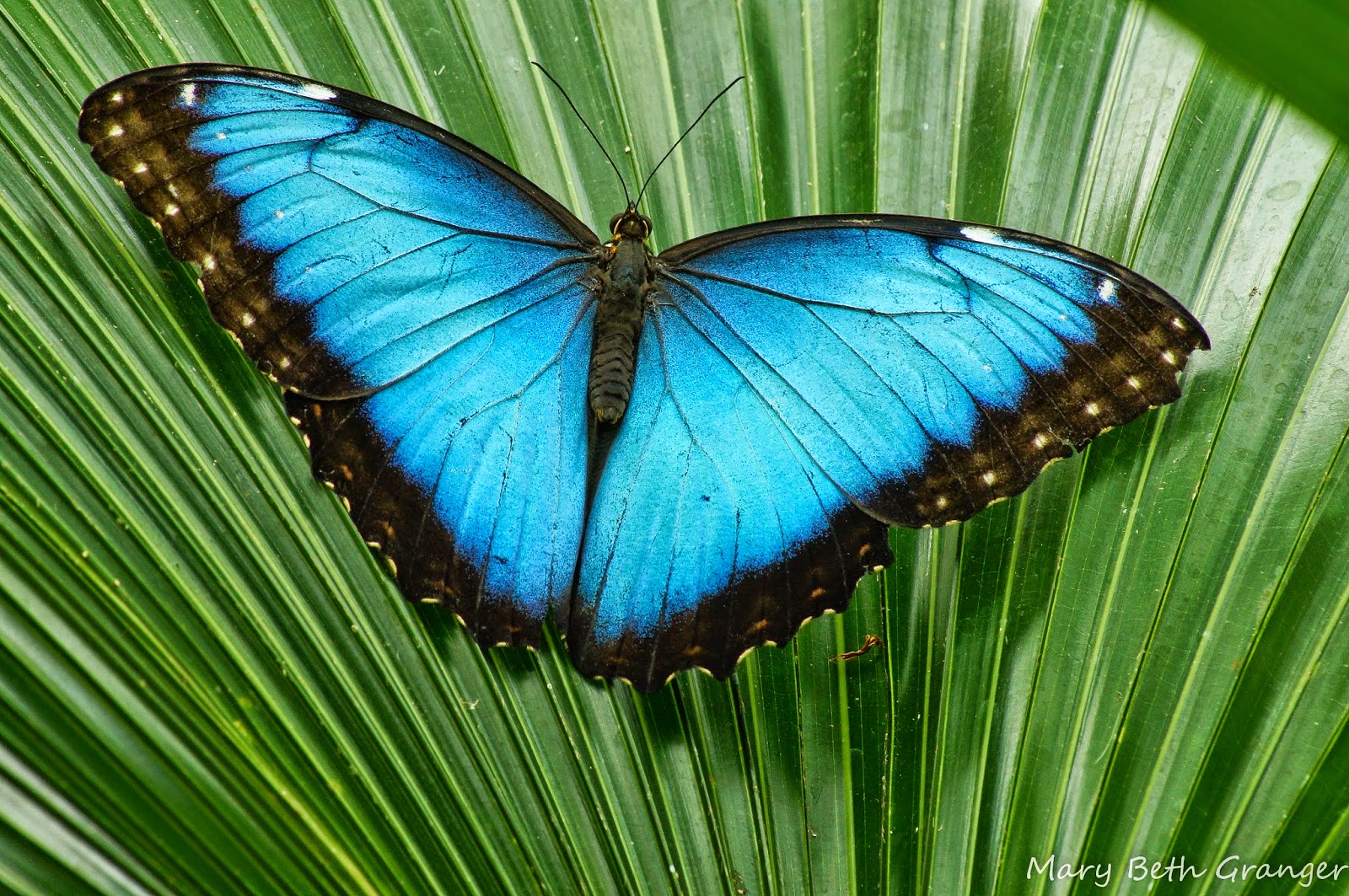 Продажа Живых тропических бабочек изФилиппин  более 30 Видов в городе Мытищи, фото 3, стоимость: 990 руб.