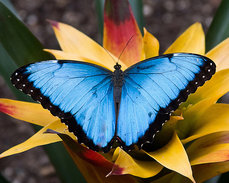Продажа Живых тропических бабочек изФилиппин  более 30 Видов в городе Мытищи, фото 5, телефон продавца: +7 (926) 163-26-67