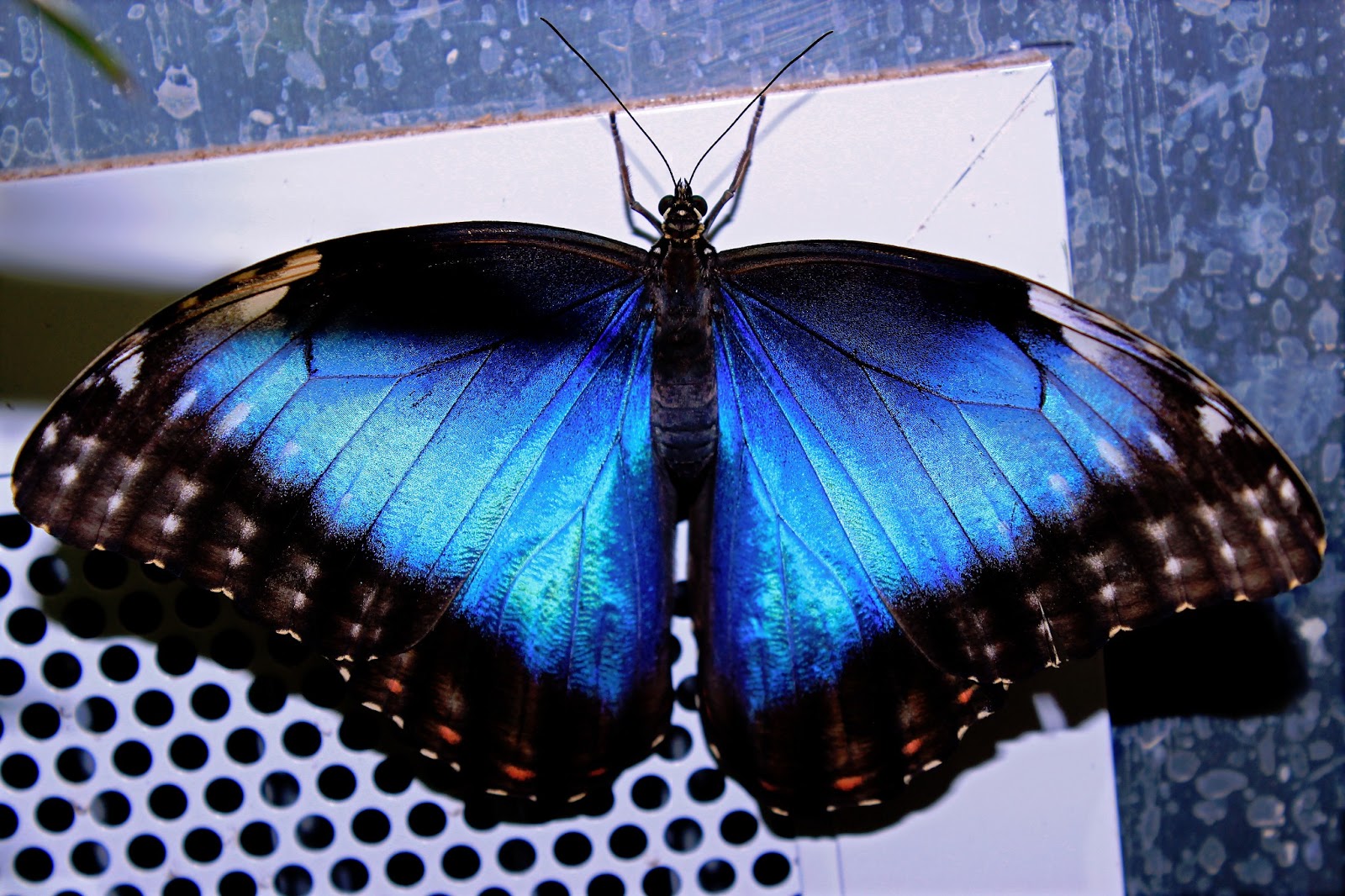 Продажа Живых тропических бабочек изФилиппин  более 30 Видов в городе Мытищи, фото 2, телефон продавца: +7 (926) 163-26-67