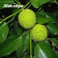 Маклюра бальзамы, мази, гели - весь ассортимент в городе Симферополь, фото 2, телефон продавца: +7 (978) 843-87-70