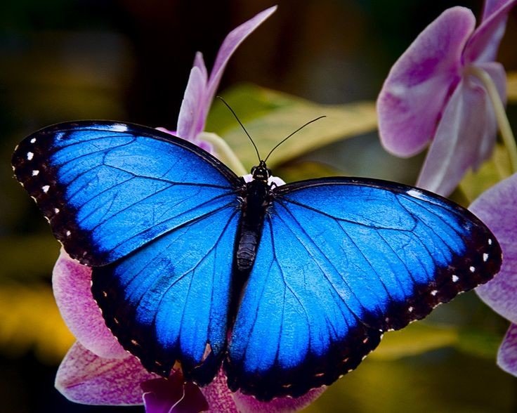 Продажа Живых тропических бабочек из Южной Америки  более 30 Видов в городе Норильск, фото 3, стоимость: 1 200 руб.