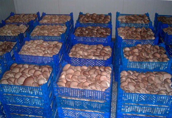 Продаем грибы оптом в Краснодаре, грибы оптом Краснодарский край в городе Краснодар, фото 1, телефон продавца: +7 (903) 456-23-18