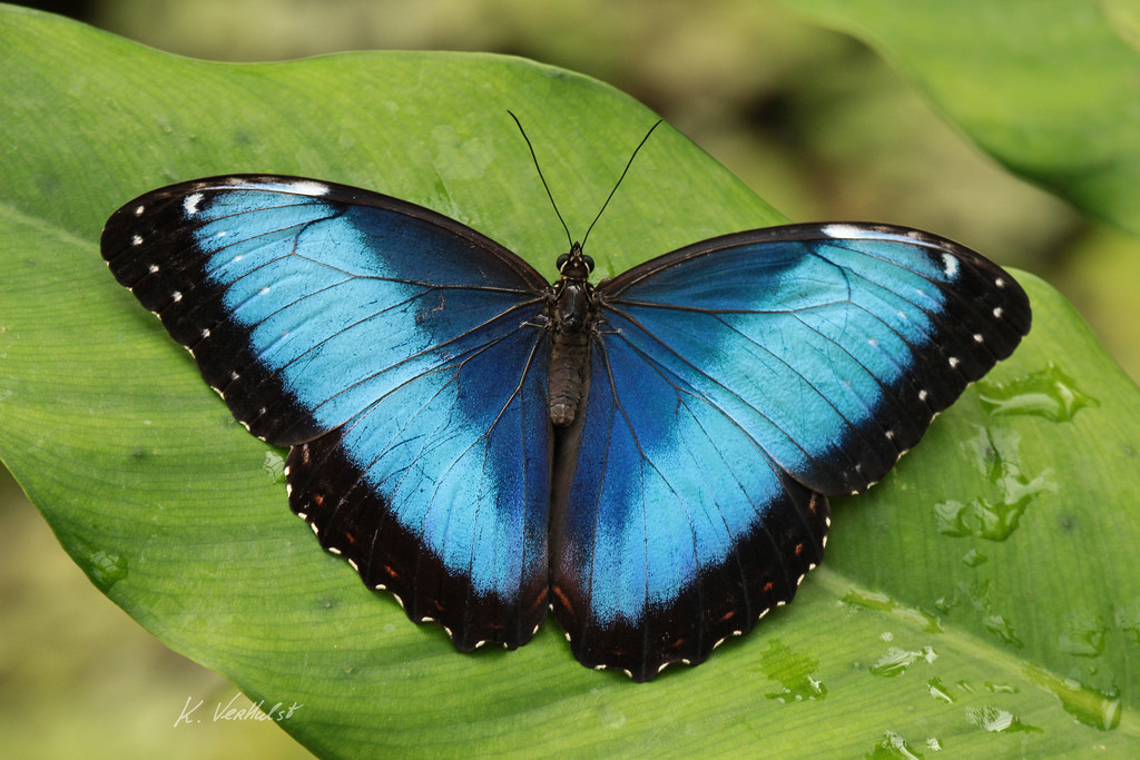Продажа Живых тропических бабочек из Коскта Рикки  более 30 Видов в городе Нальчик, фото 1, стоимость: 600 руб.