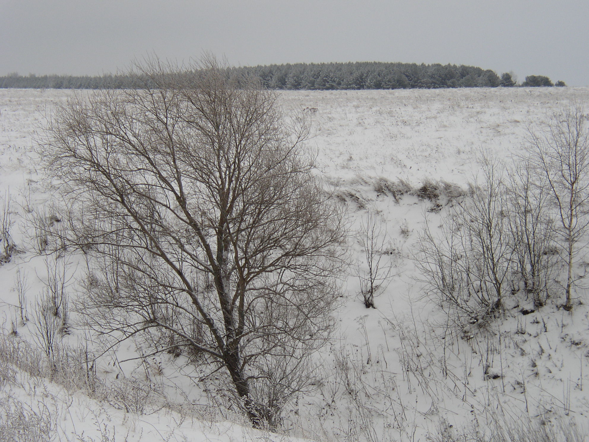 Продажа в городе Кострома, фото 10, Продажа земли сельхоз назначения