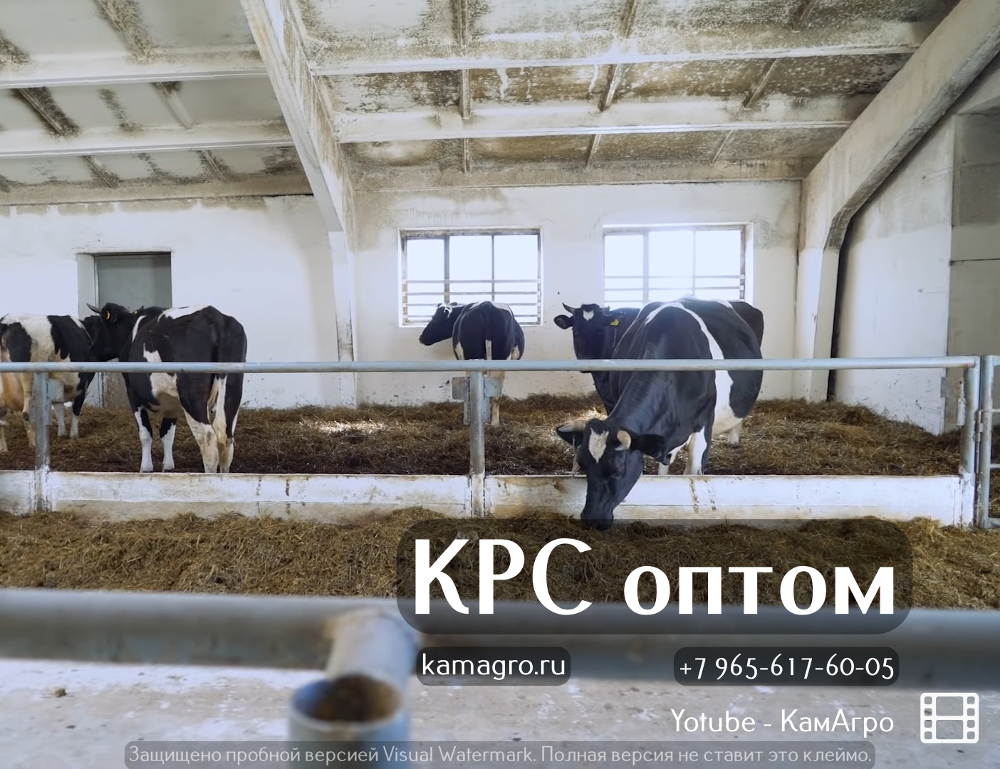 Продажа высокопродуктивных коров молочных пород оптом живым весом в городе Набережные Челны, фото 1, телефон продавца: +7 (965) 617-60-05