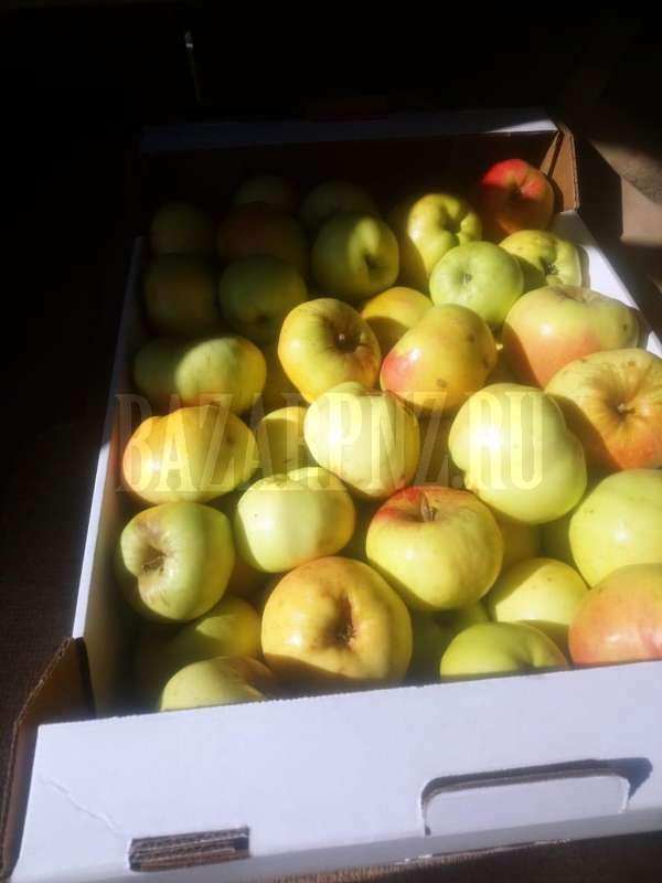 Продажа яблок оптом и в розницу в городе Пенза, фото 2, телефон продавца: +7 (965) 636-71-64