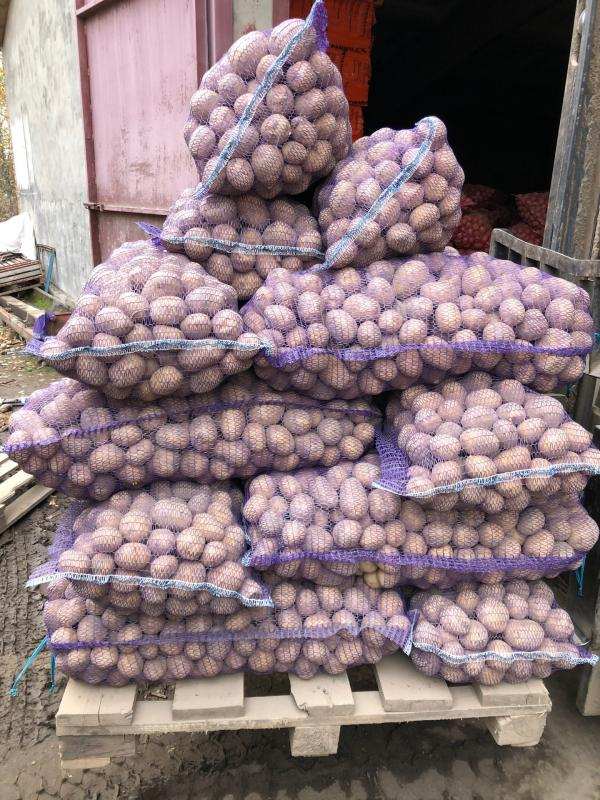 Продается картофель оптом от производителя, Спас-Клепики в городе Рязань, фото 1, Прочие продукты питания