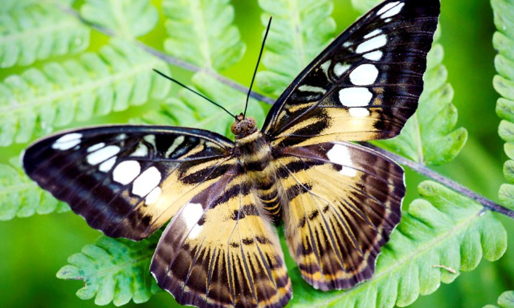 Живые тропические бабочки Зимой и Летом, Удивите ваших близких в городе Москва, фото 2, телефон продавца: +7 (890) 555-89-31