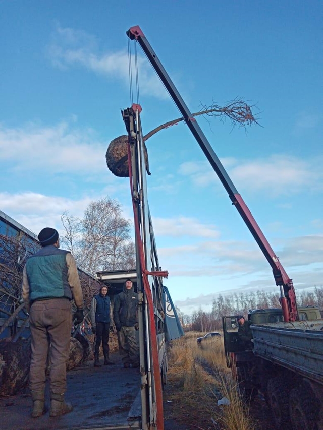 Лиственные крупномеры оптом в городе Заречье, фото 2, стоимость: 2 500 руб.