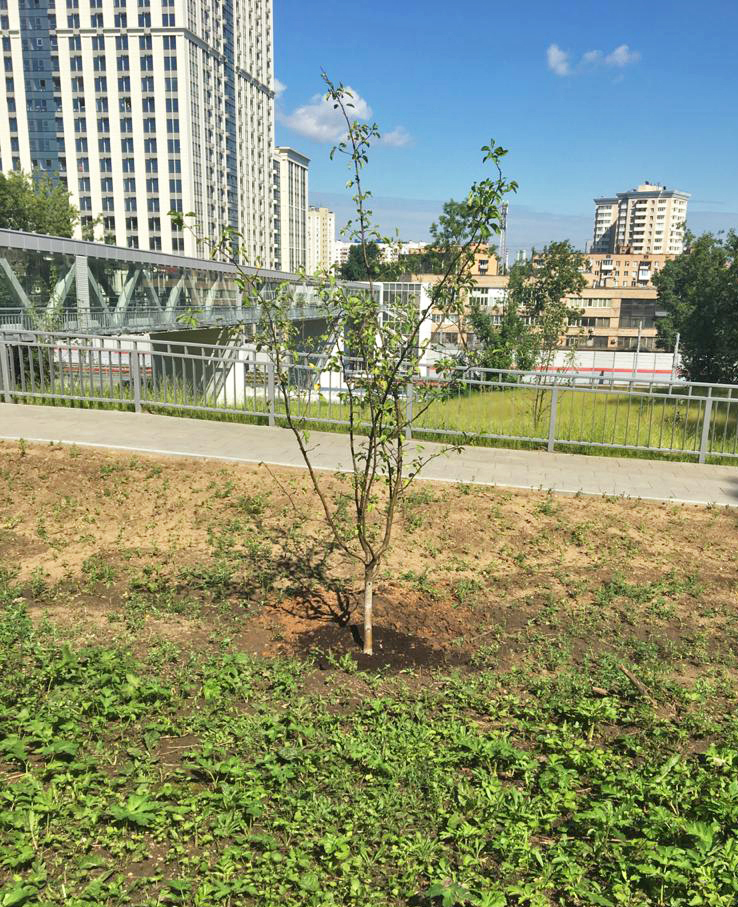 Озеленение городских территорий в городе Заречье, фото 3, стоимость: 50 000 руб.