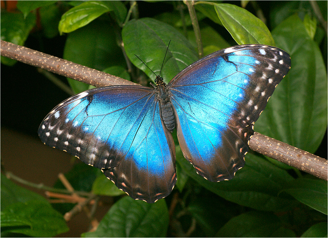 Живые тропические бабочки Зимой и Летом, Удивите ваших близких в городе Барнаул, фото 4, Другие животные