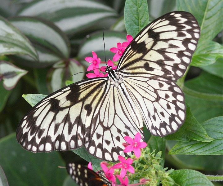 Живые тропические бабочки Зимой и Летом, Удивите ваших близких в городе Благовещенск, фото 2, Продажа салонов красоты