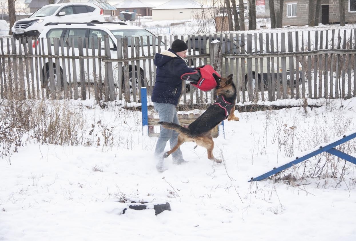 Услуги кинолога в городе Стерлитамак, фото 1, телефон продавца: +7 (962) 528-49-37