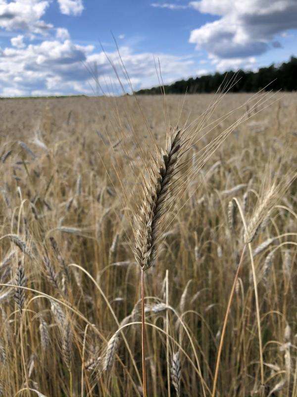 Пшеница  в городе Калининская, фото 1, Краснодарский край