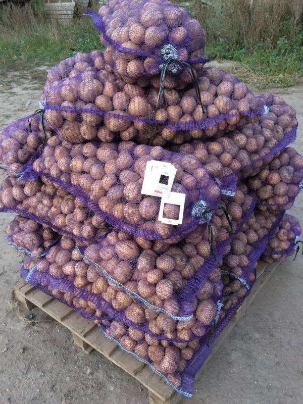 Картофель от производителя. Возможен обмен на спецтехнику и др. в городе Спас-Клепики, фото 1, Рязанская область