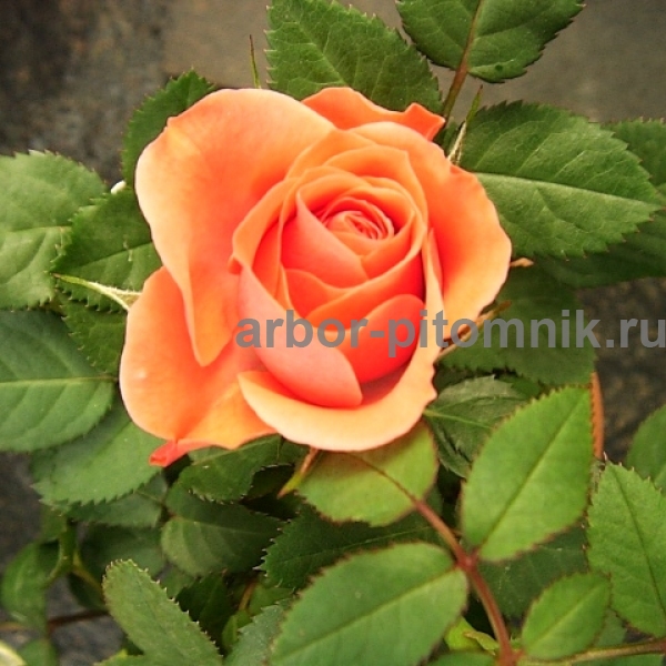 Саженцы роз в интернет магазине для весны 2022 года в городе Москва, фото 4, телефон продавца: +7 (499) 113-02-87