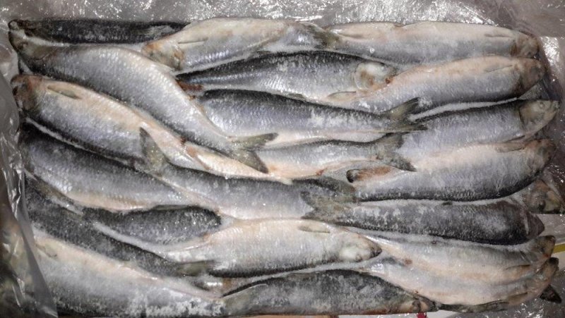 Свежемороженая Рыба, ОПТ цены в городе Санкт-Петербург, фото 4, Продовольствие