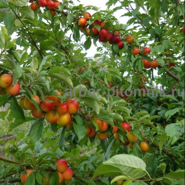 Плодовые деревья из питомника, саженцы крупномеры в городе Москва, фото 8, телефон продавца: +7 (499) 113-02-87