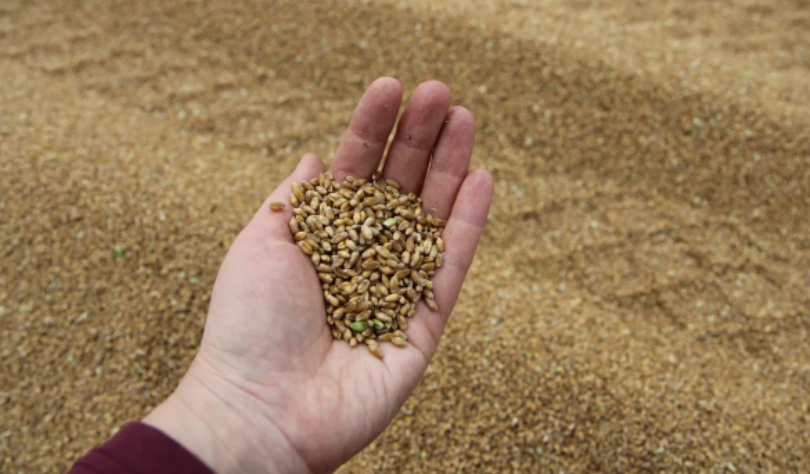 Пшеница кормовая в мешках в городе Краснодар, фото 1, Краснодарский край