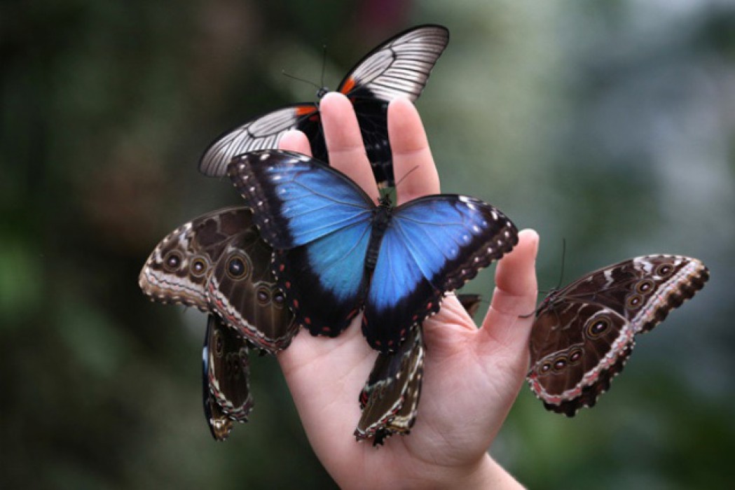 Живые тропические бабочки Зимой и Летом, Удивите ваших близких в городе Оренбург, фото 1, телефон продавца: +7 (987) 842-11-29
