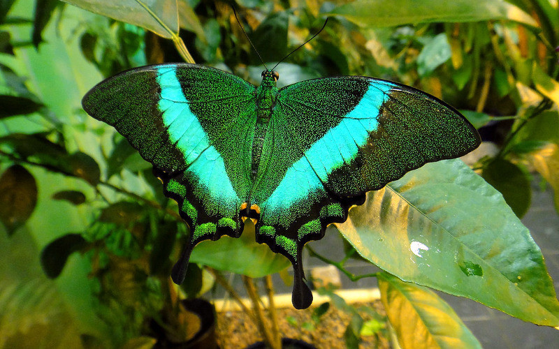 Живые тропические бабочки Зимой и Летом, Удивите ваших близких в городе Оренбург, фото 2, Другое