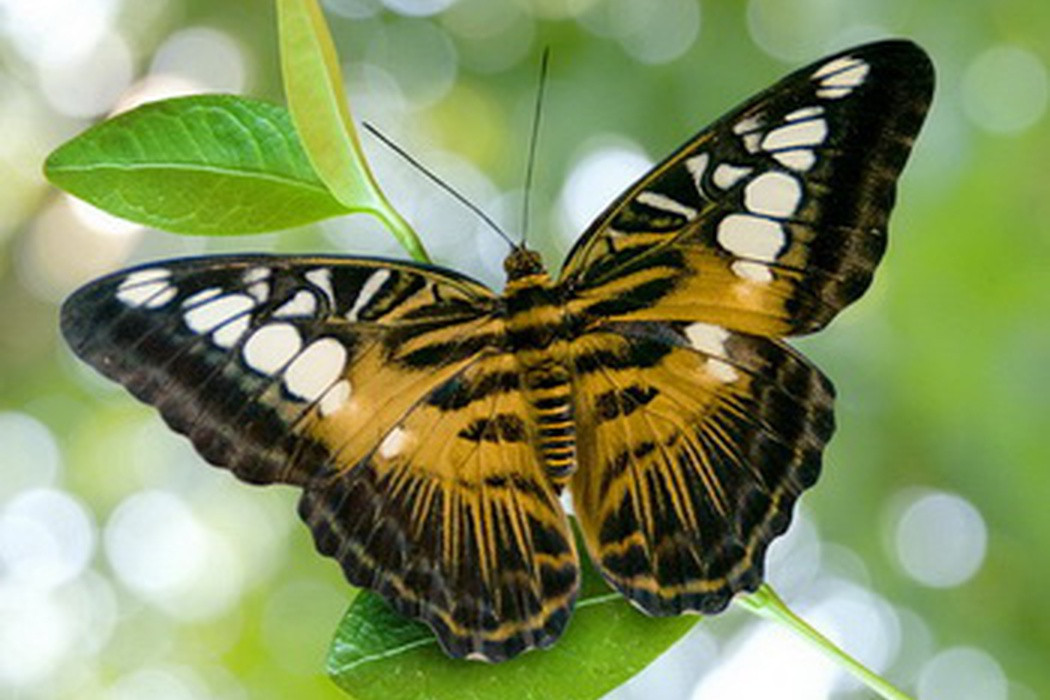 Живые тропические бабочки Зимой и Летом, Удивите ваших близких в городе Оренбург, фото 1, Компьютерные аксессуары