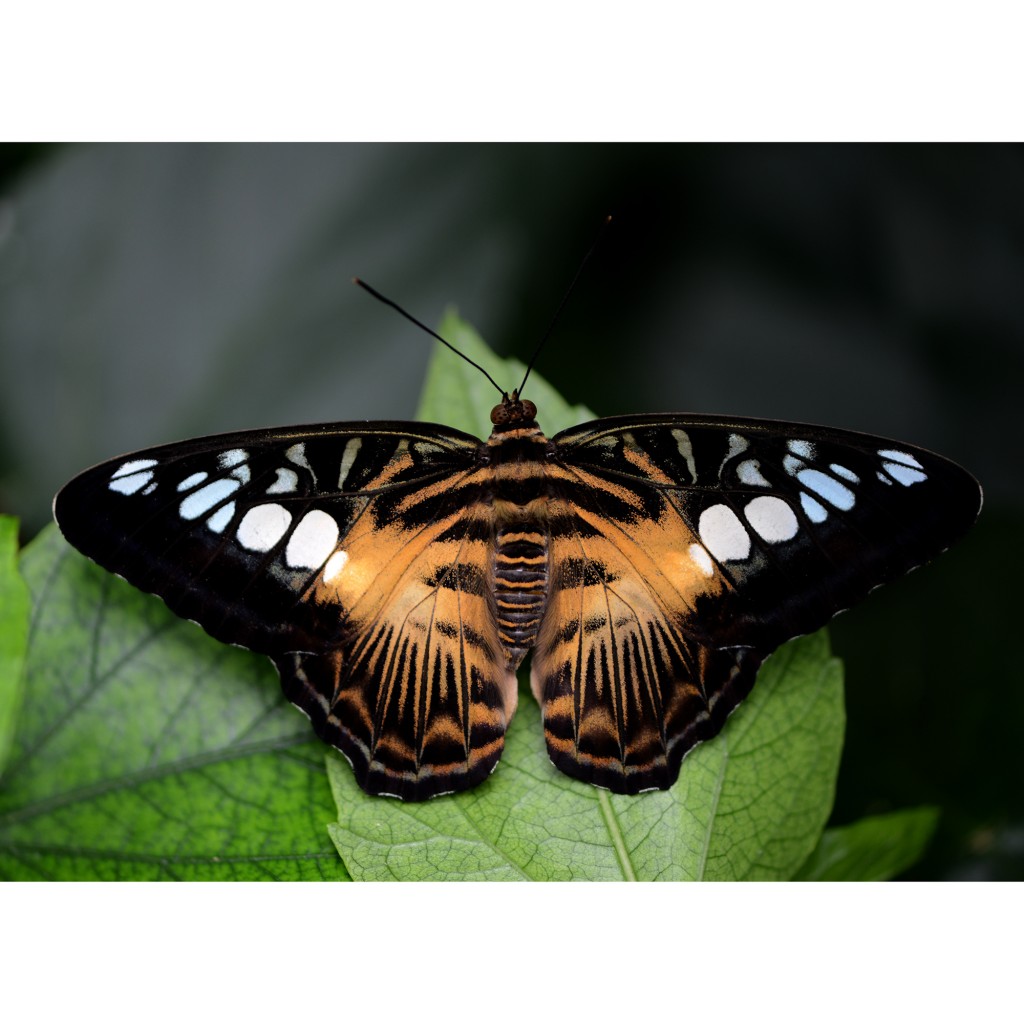 Живые тропические бабочки Зимой и Летом, Удивите ваших близких в городе Оренбург, фото 2, телефон продавца: +7 (987) 842-11-29