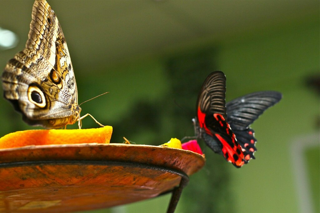Живые тропические бабочки Зимой и Летом, Удивите ваших близких в городе Оренбург, фото 1, Оренбургская область