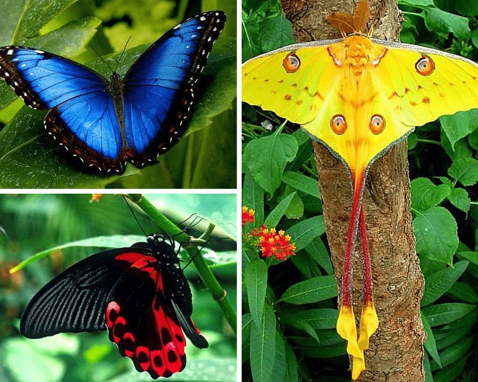 Живые тропические бабочки Зимой и Летом, Удивите ваших близких в городе Оренбург, фото 1, стоимость: 650 руб.